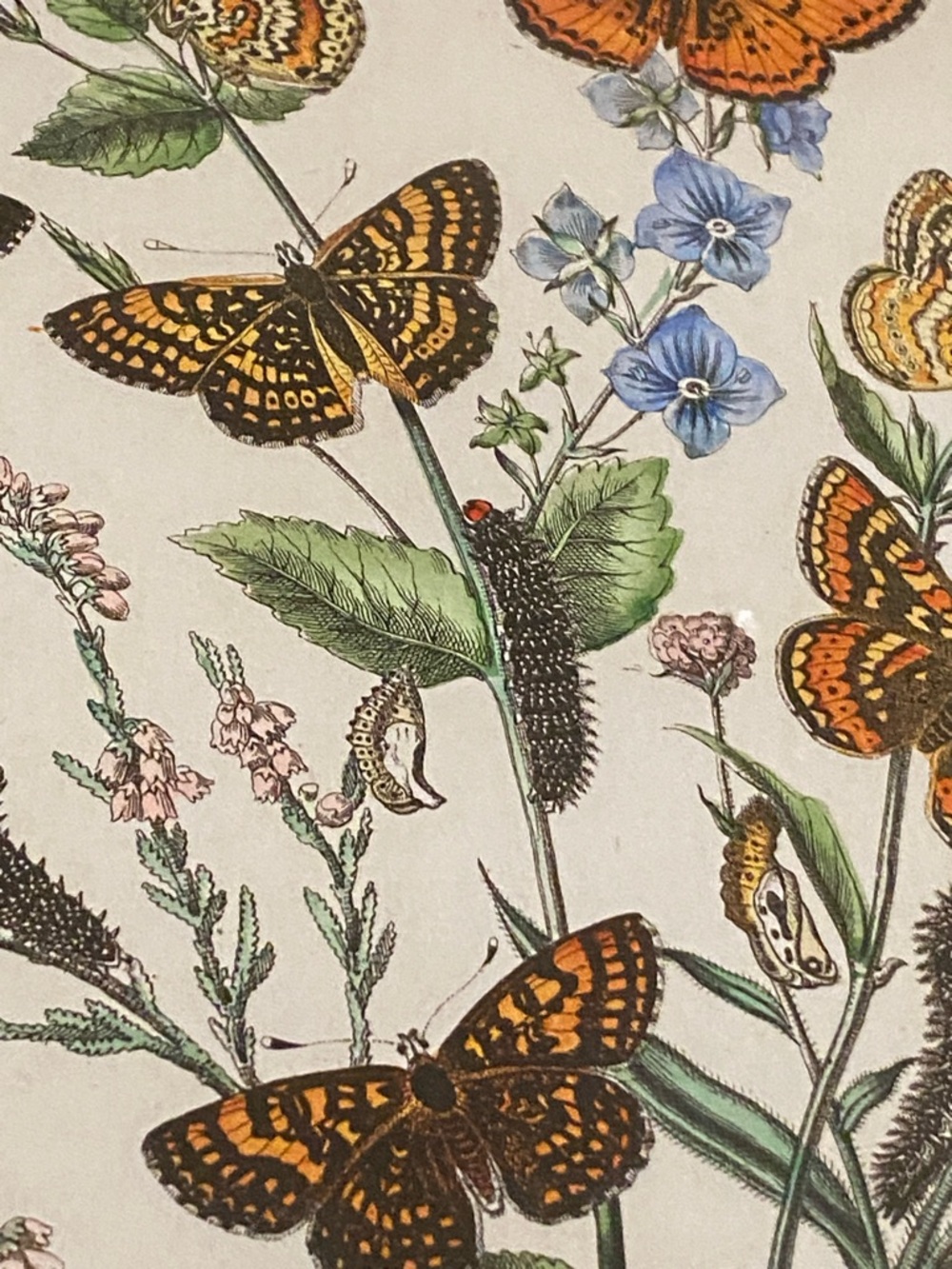 Framed Botanical Butterfly Print